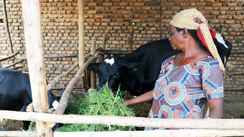 Burundi Receiving A Cow Can Transform Someones Life The Guardian Nigeria News Nigeria And