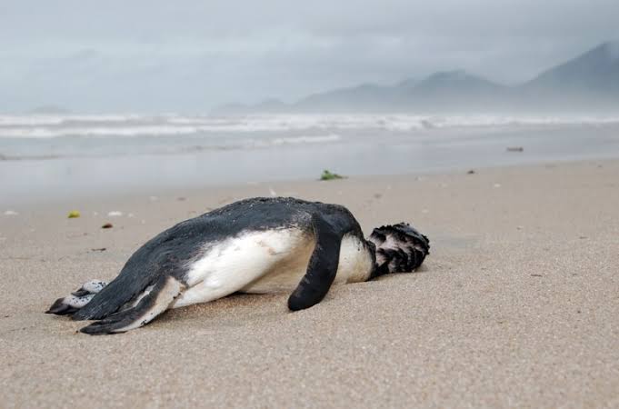 Around 2,000 penguins wash up dead on Uruguay coast | The Guardian ...