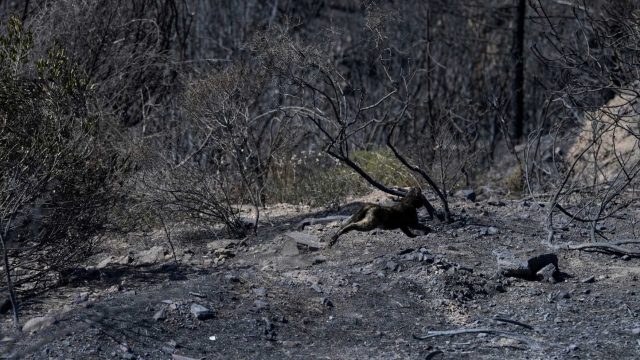 España en alerta de calor mientras arden incendios forestales – Mundo – The Guardian Nigeria News – Nigeria and World News