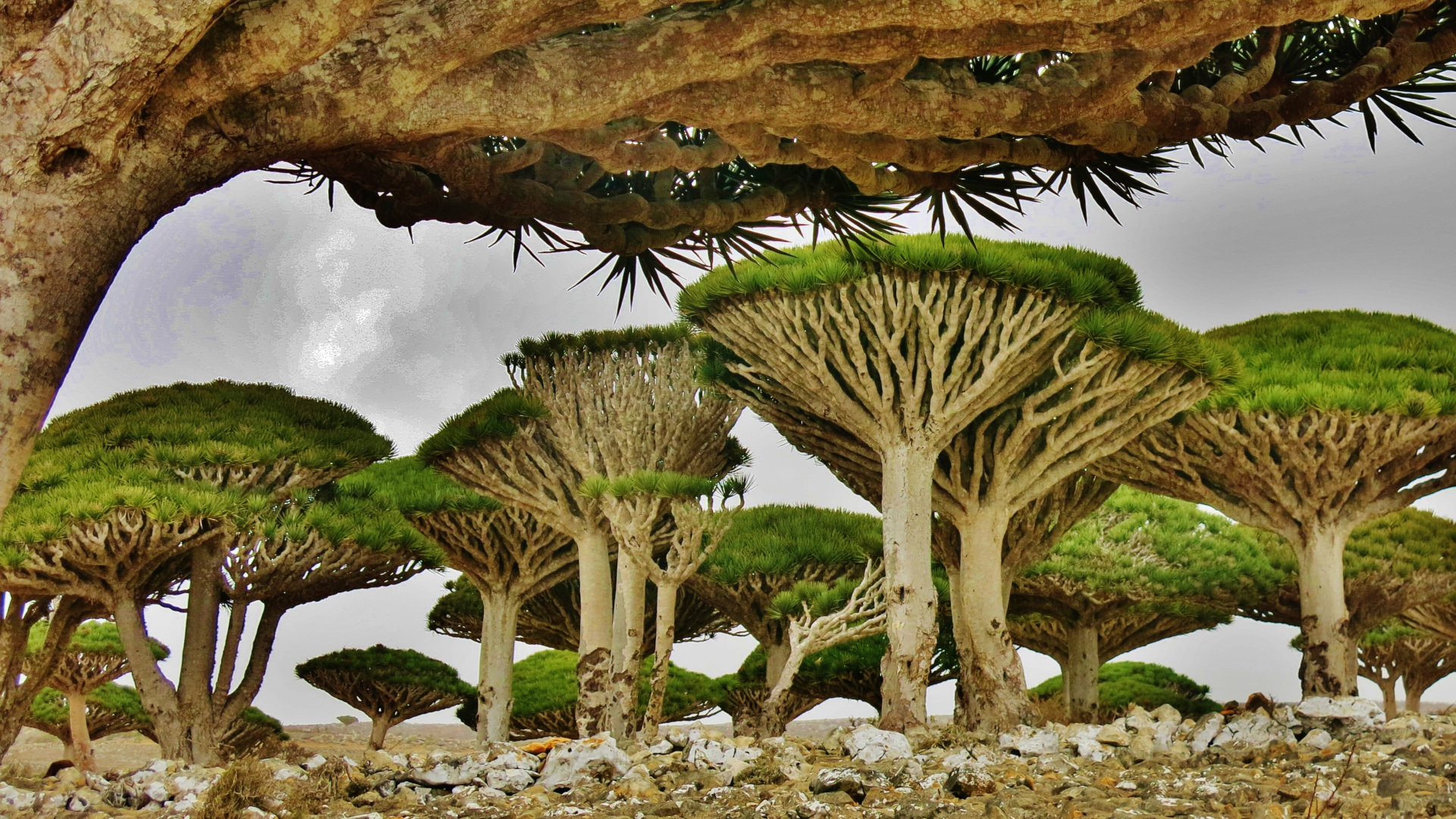 Socotra-Yemen