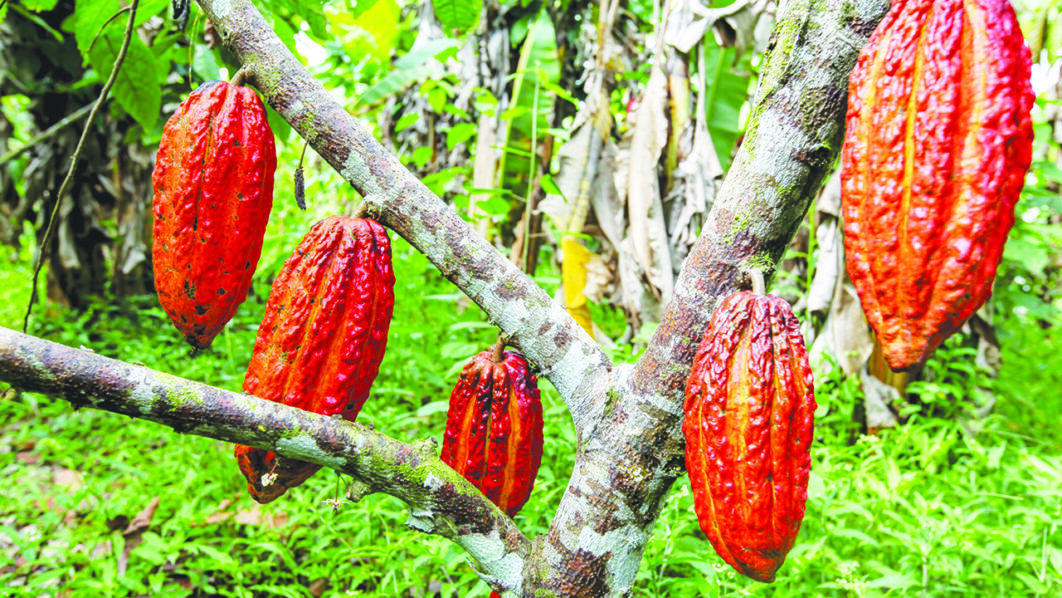 cocoa tree