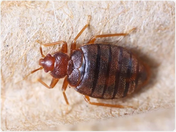 How to prevent bed bugs from your home