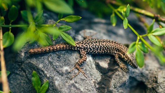 wall gecko