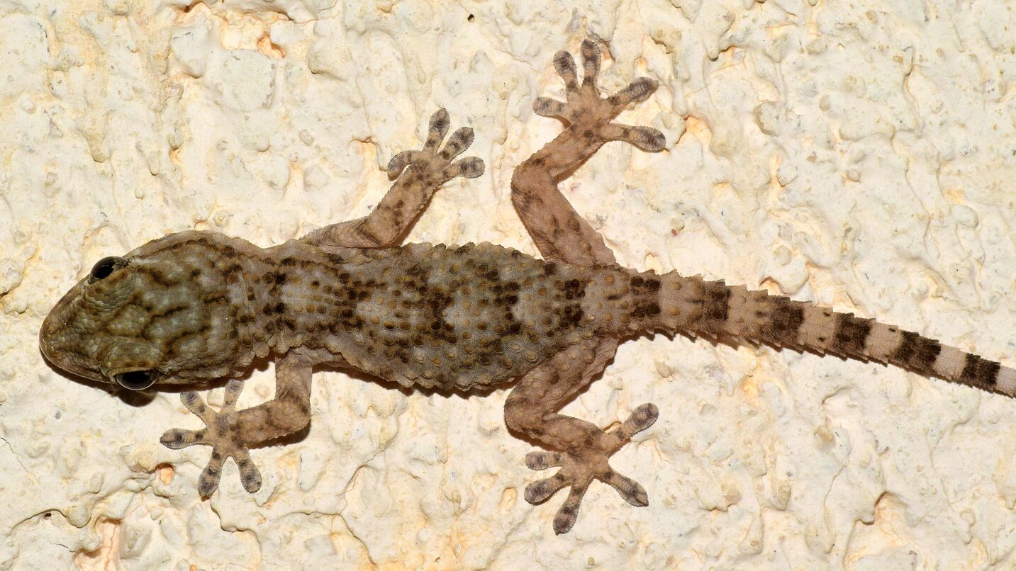 wall gecko