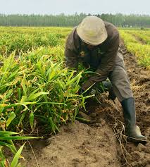 282 Nasarawa farmers get farm inputs from FG/IFAD to boost food production