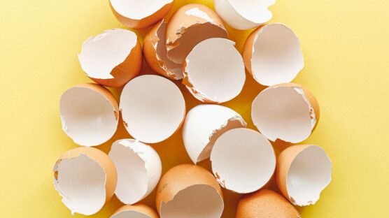 Eggshells