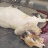 Commercial vehicles collide as SUV rams into cattle, kills two cows in Lagos