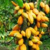 Businessman denies attack on cocoa farmers in Cross River 