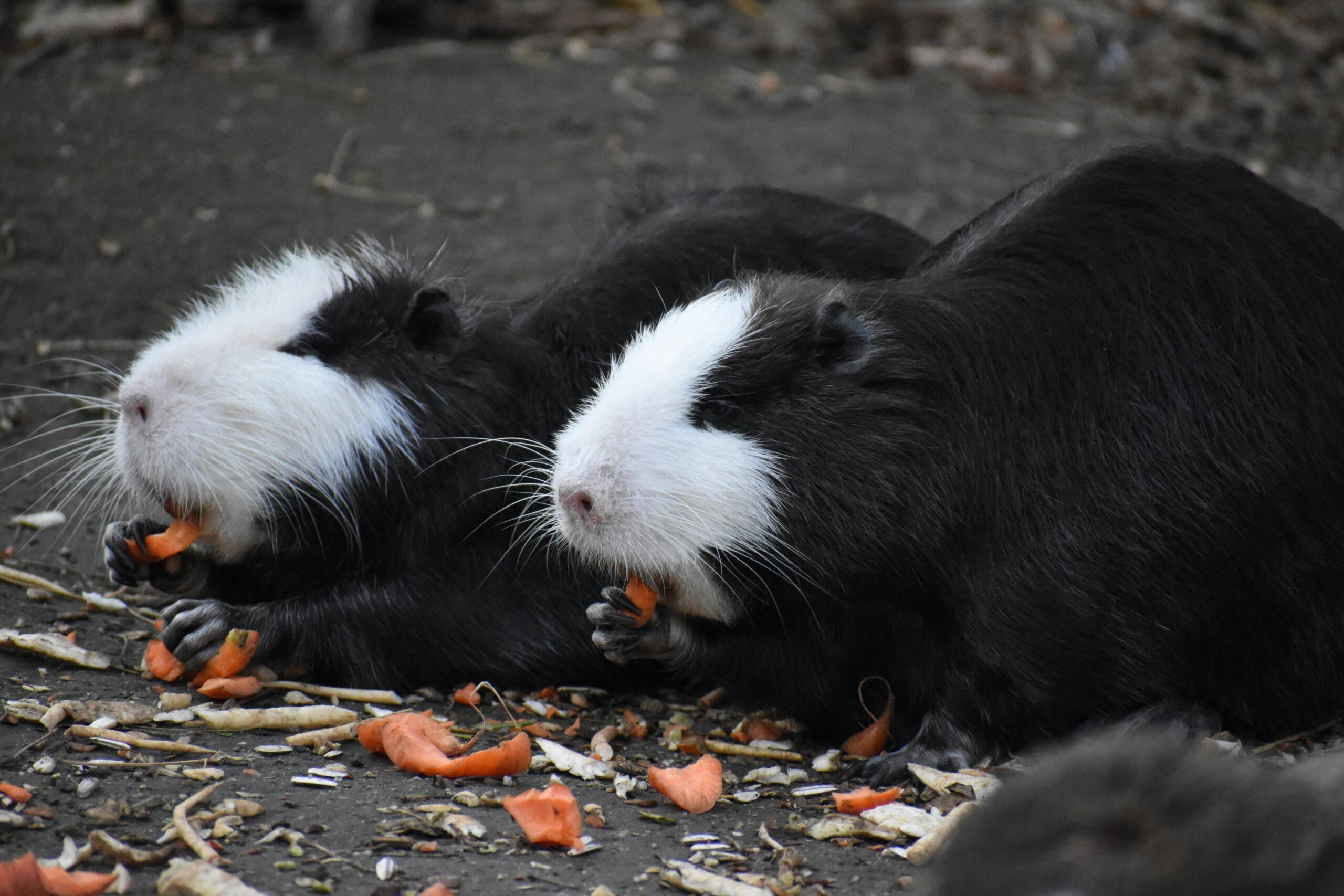 Guinea pigs