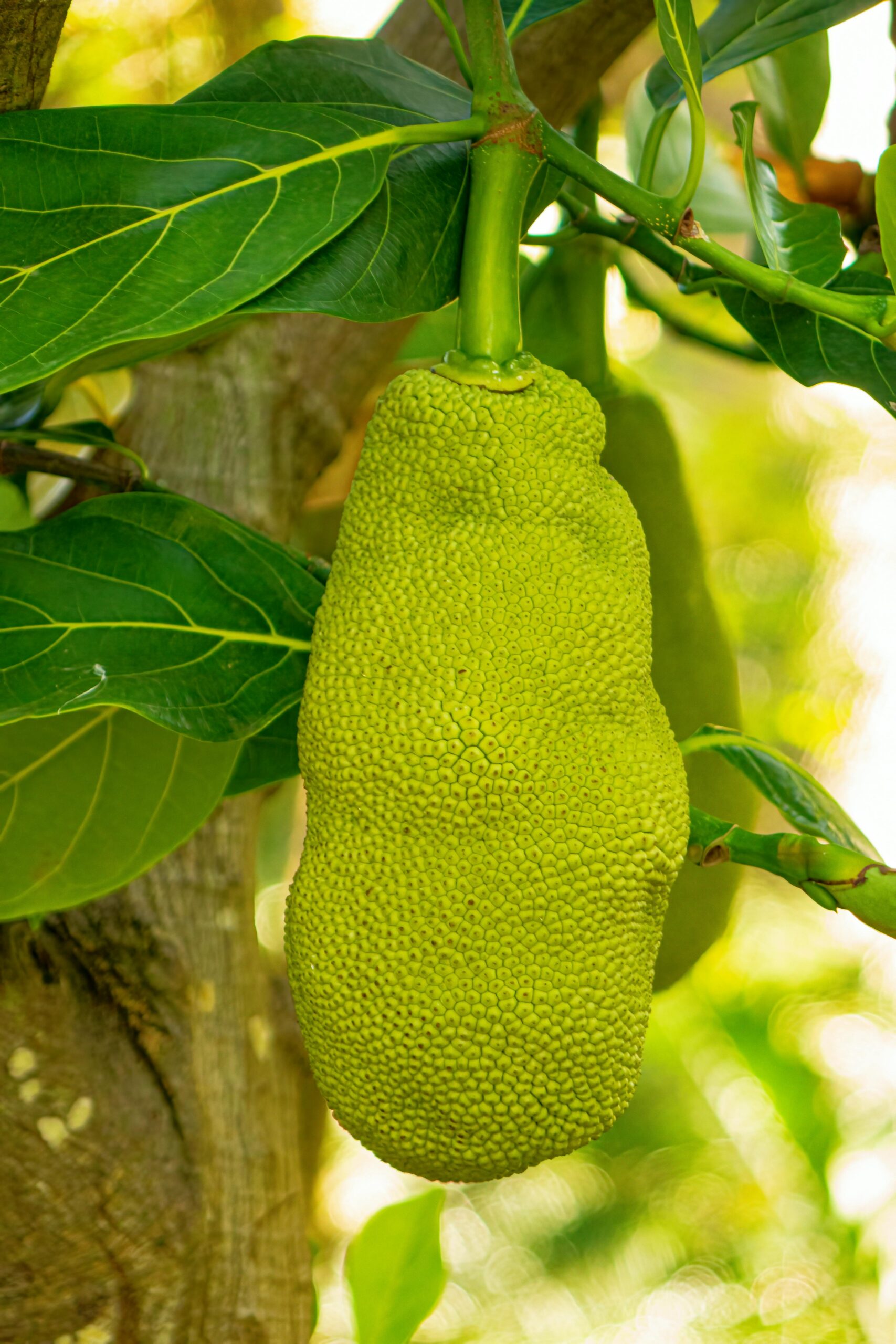 Jackfruit