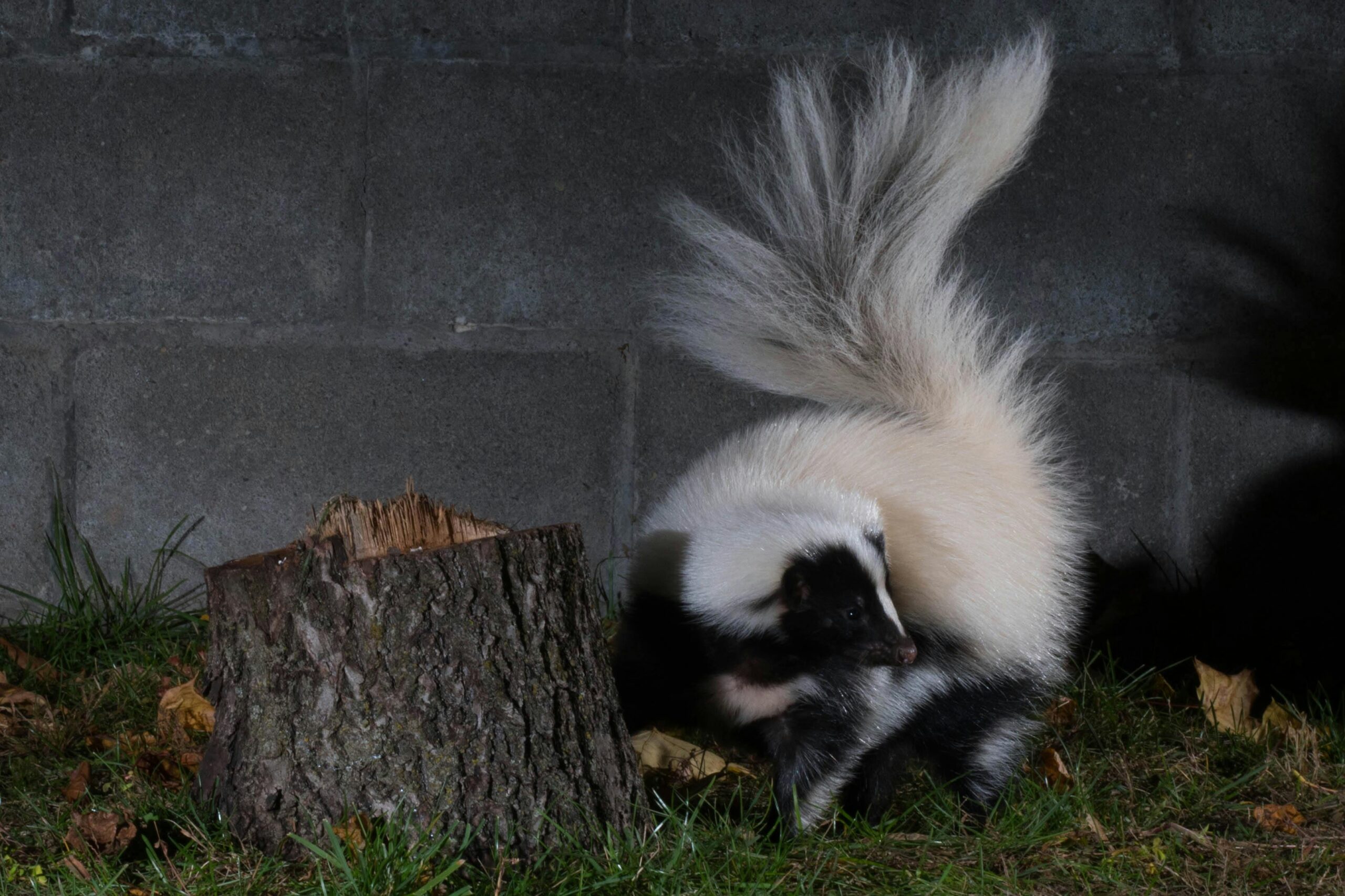 Skunk