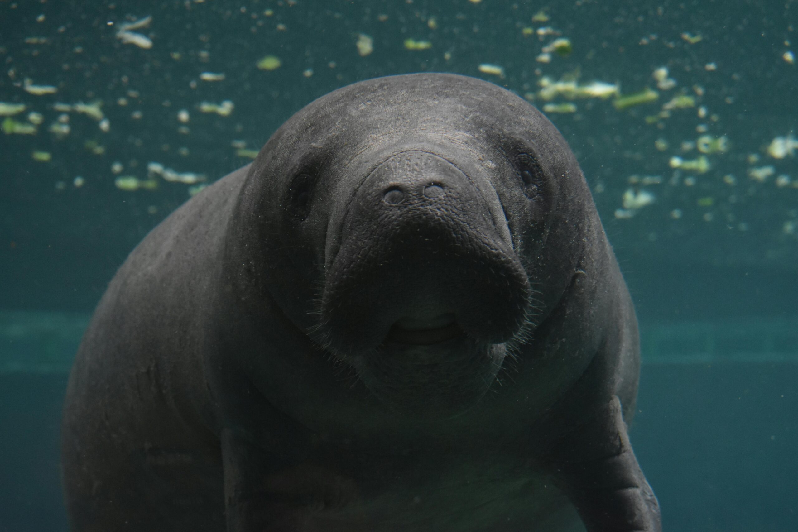 Manatee