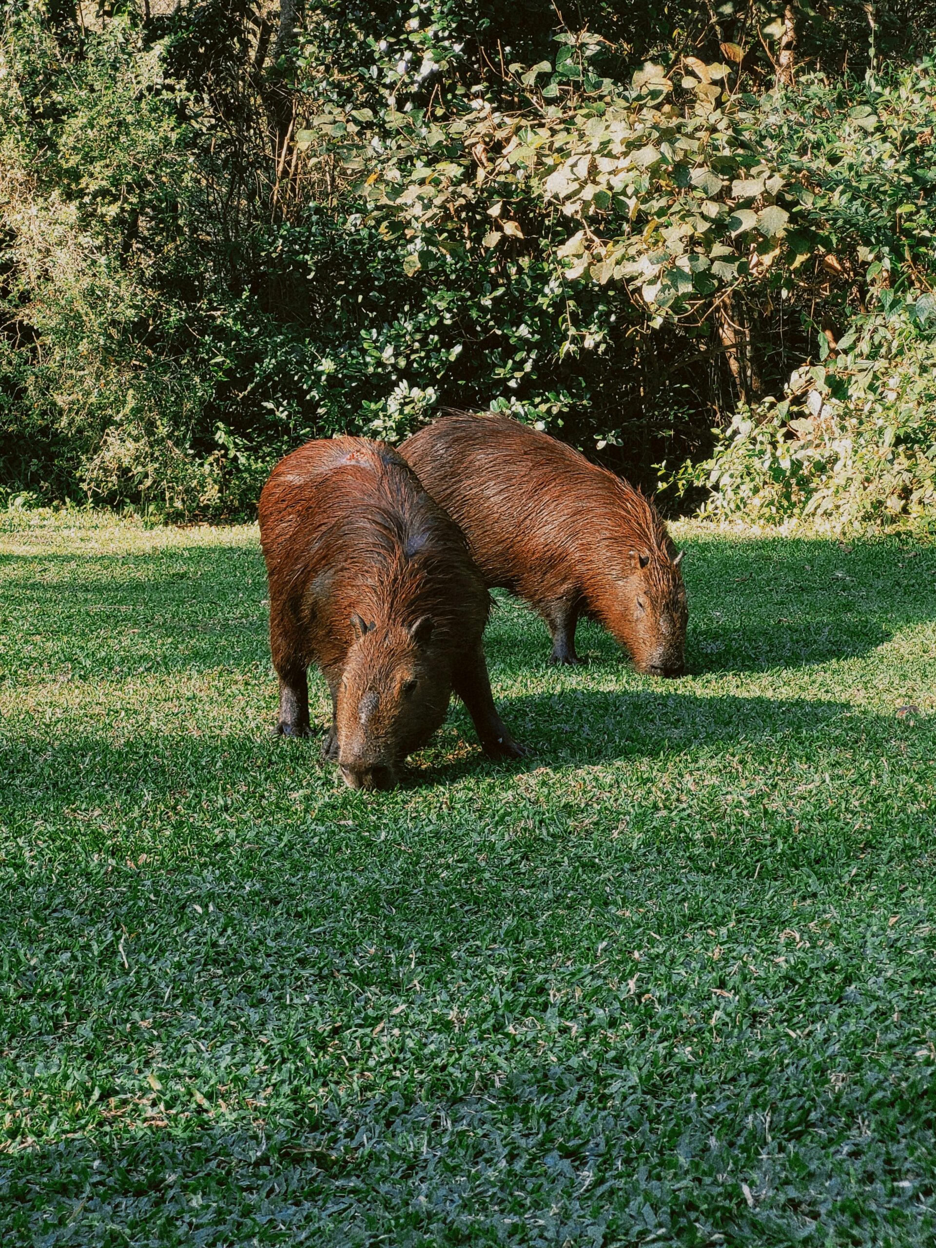 Capybaras