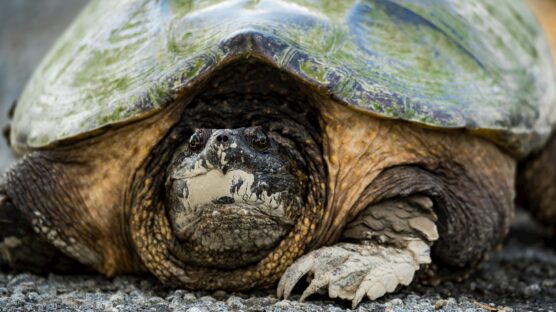 American Alligator Snapping Turtle