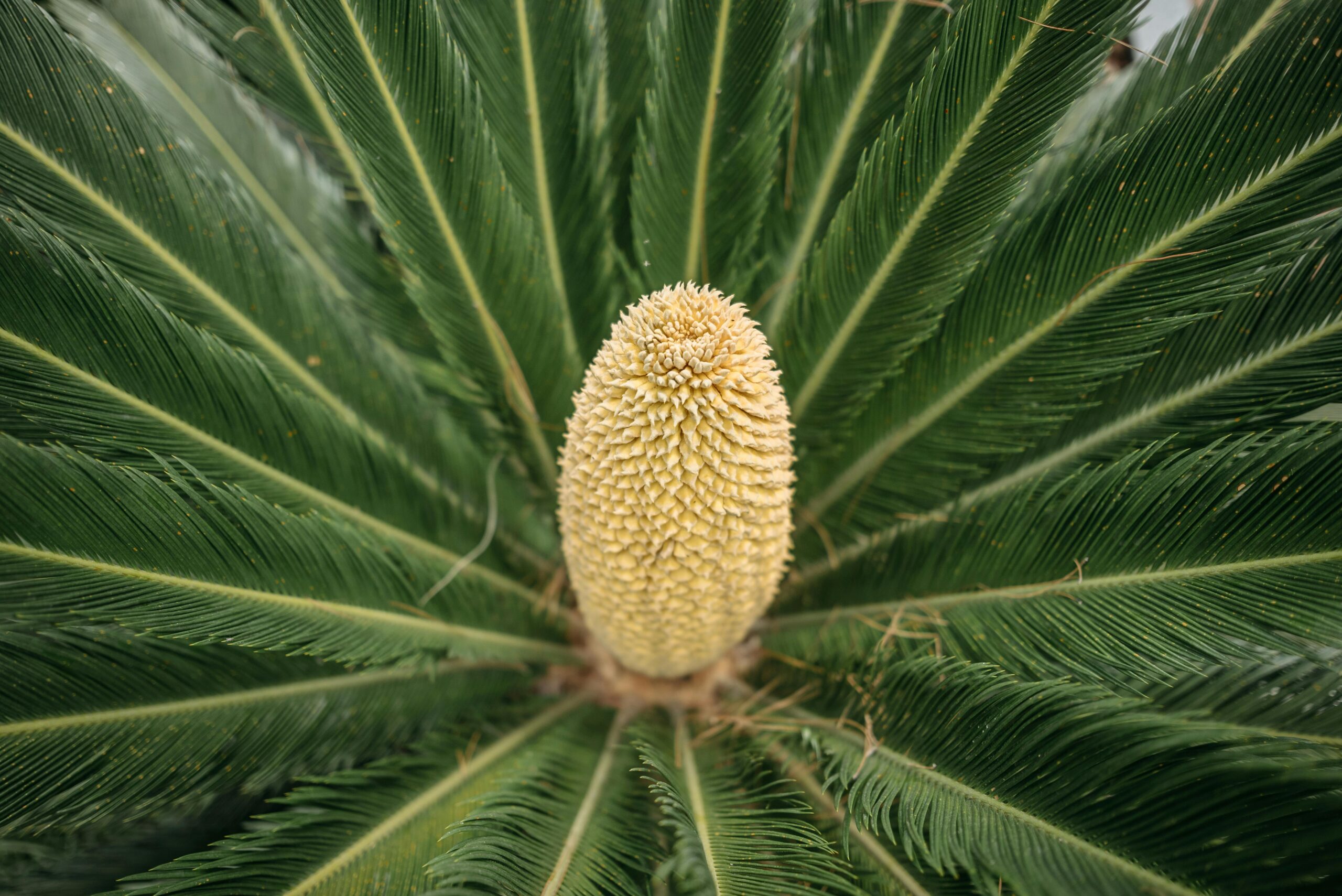 Sago palm