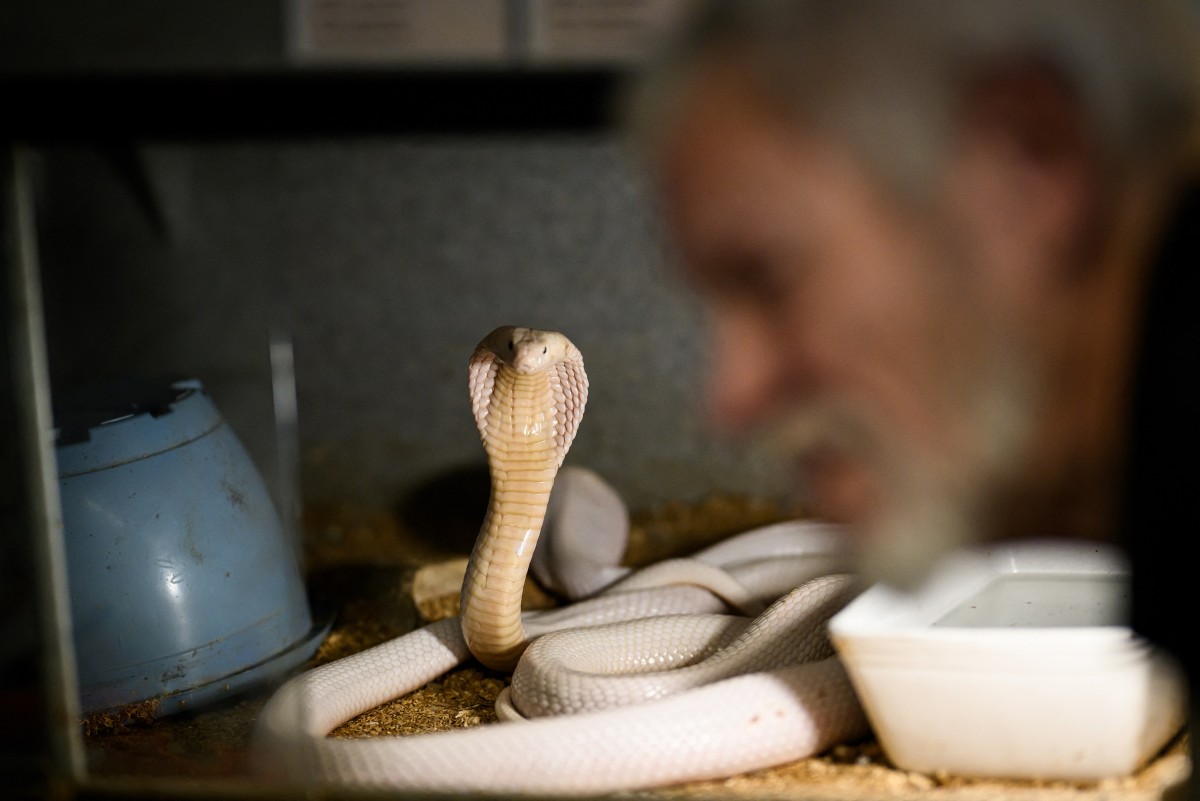 Frenchman who sleeps with 400 deadly animals seeks refuge for his collections