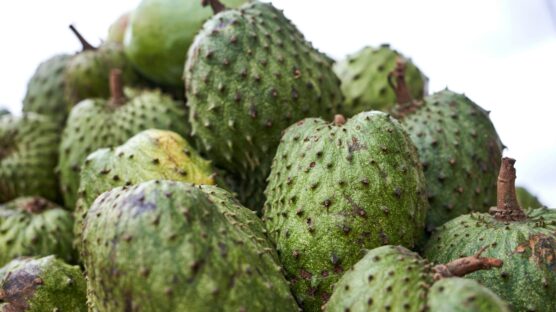 Soursop fruit