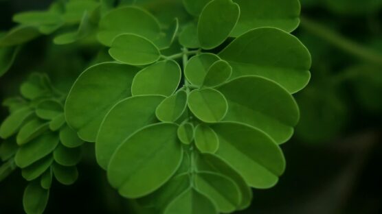 Moringa leaves