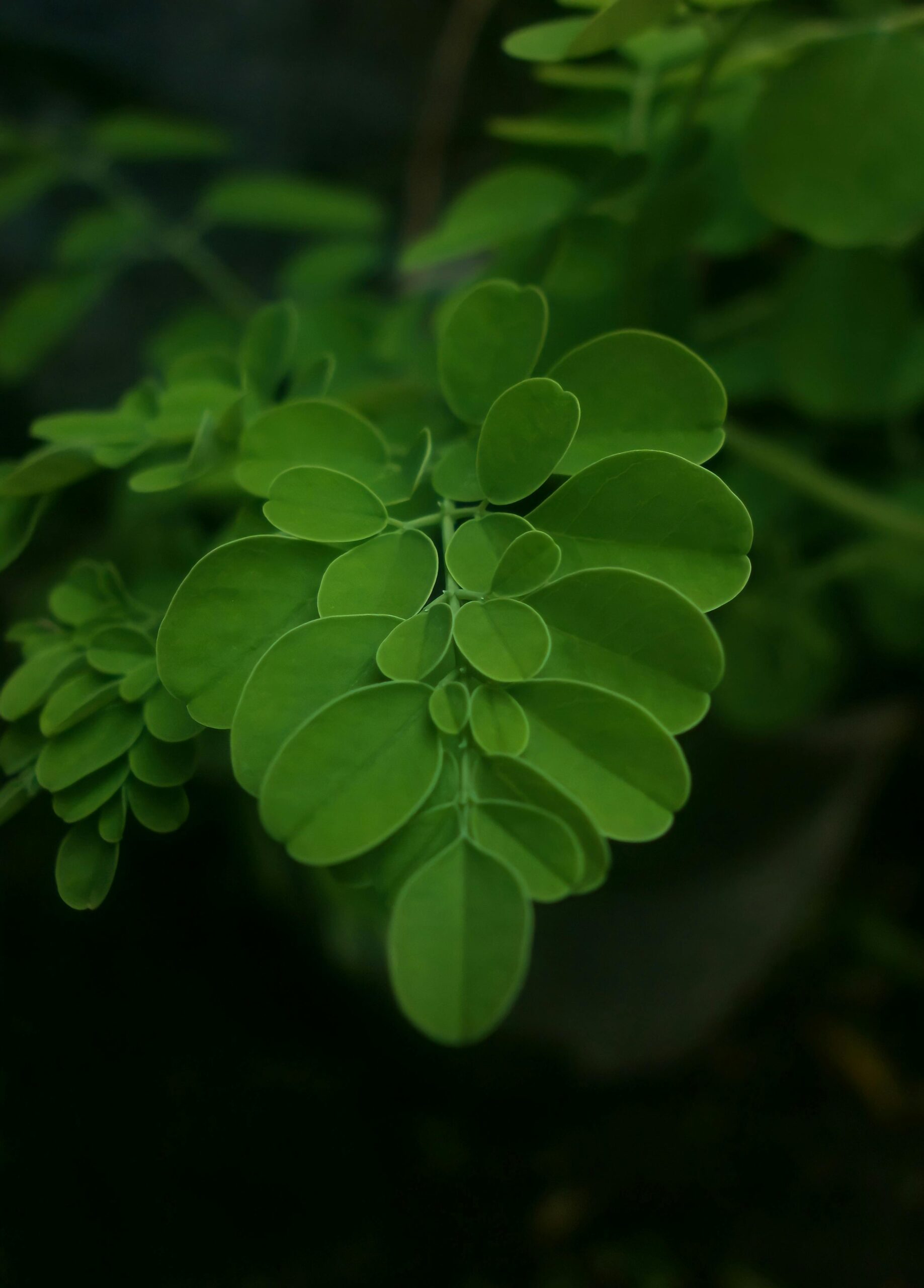 Moringa leaves