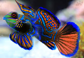 Mandarin fish