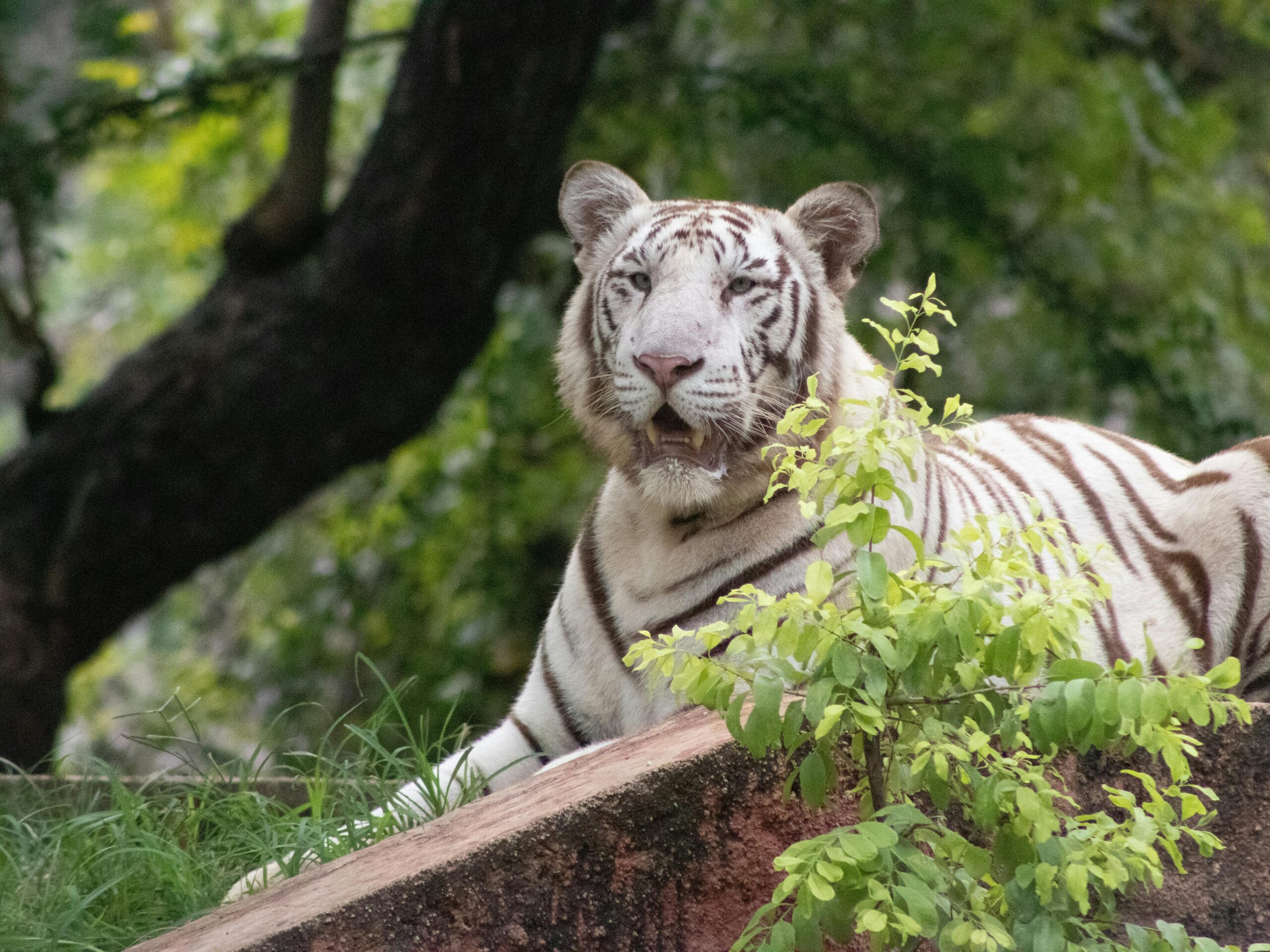 Bengel Tiger