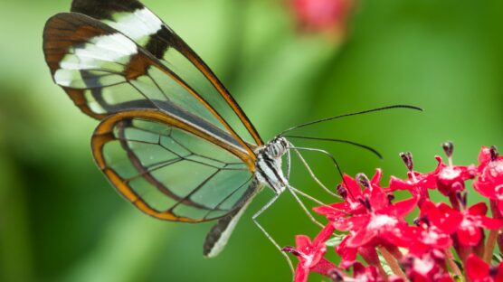 Glasswing Butterfly