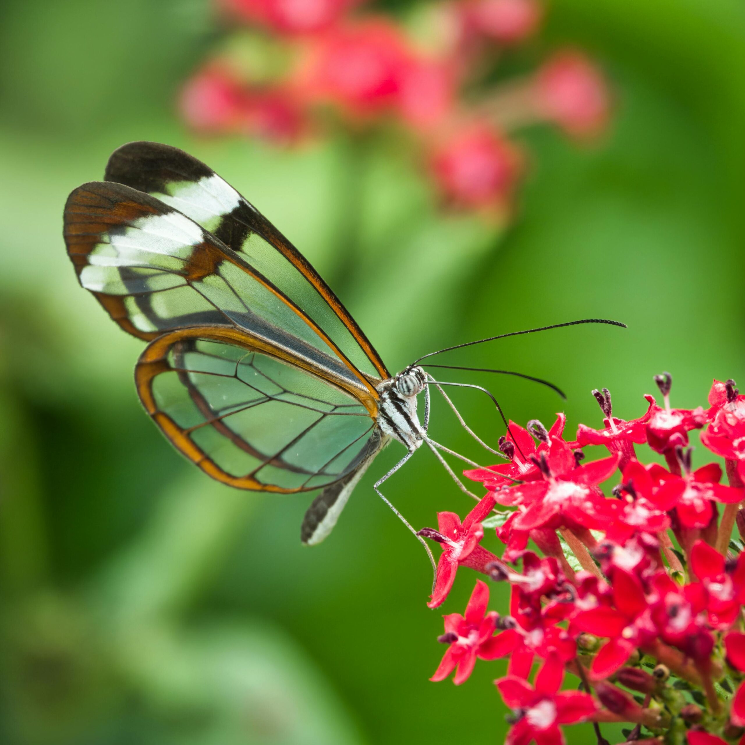 Glasswing Butterfly