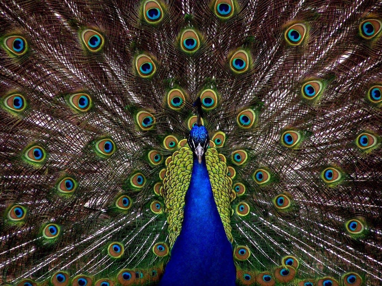 Peacock