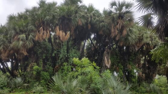 Hadejia Wetland