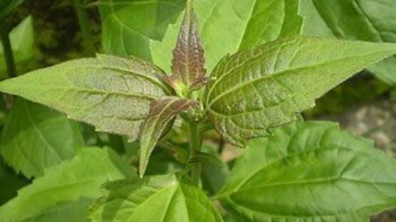 Siam weed, Awolowo leaf