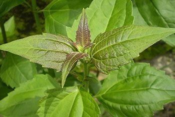 Siam weed, Awolowo leaf