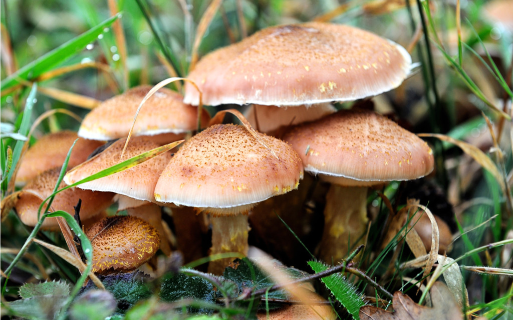 Mushrooms are pictured, on October 20, 2012 in the Clairmarais' wood, northern France. AFP PHOTO PHILIPPE HUGUEN (Photo credit should read PHILIPPE HUGUEN/AFP/Getty Images)